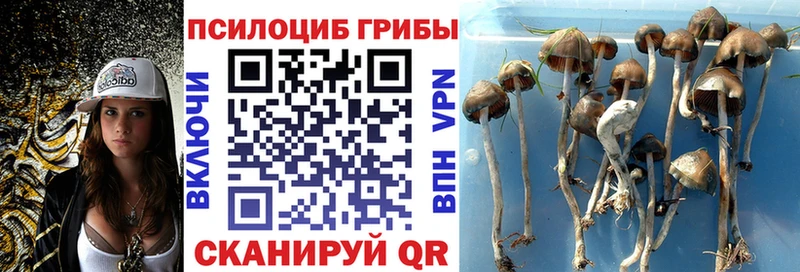 Галлюциногенные грибы GOLDEN TEACHER  наркотики  Гаджиево 